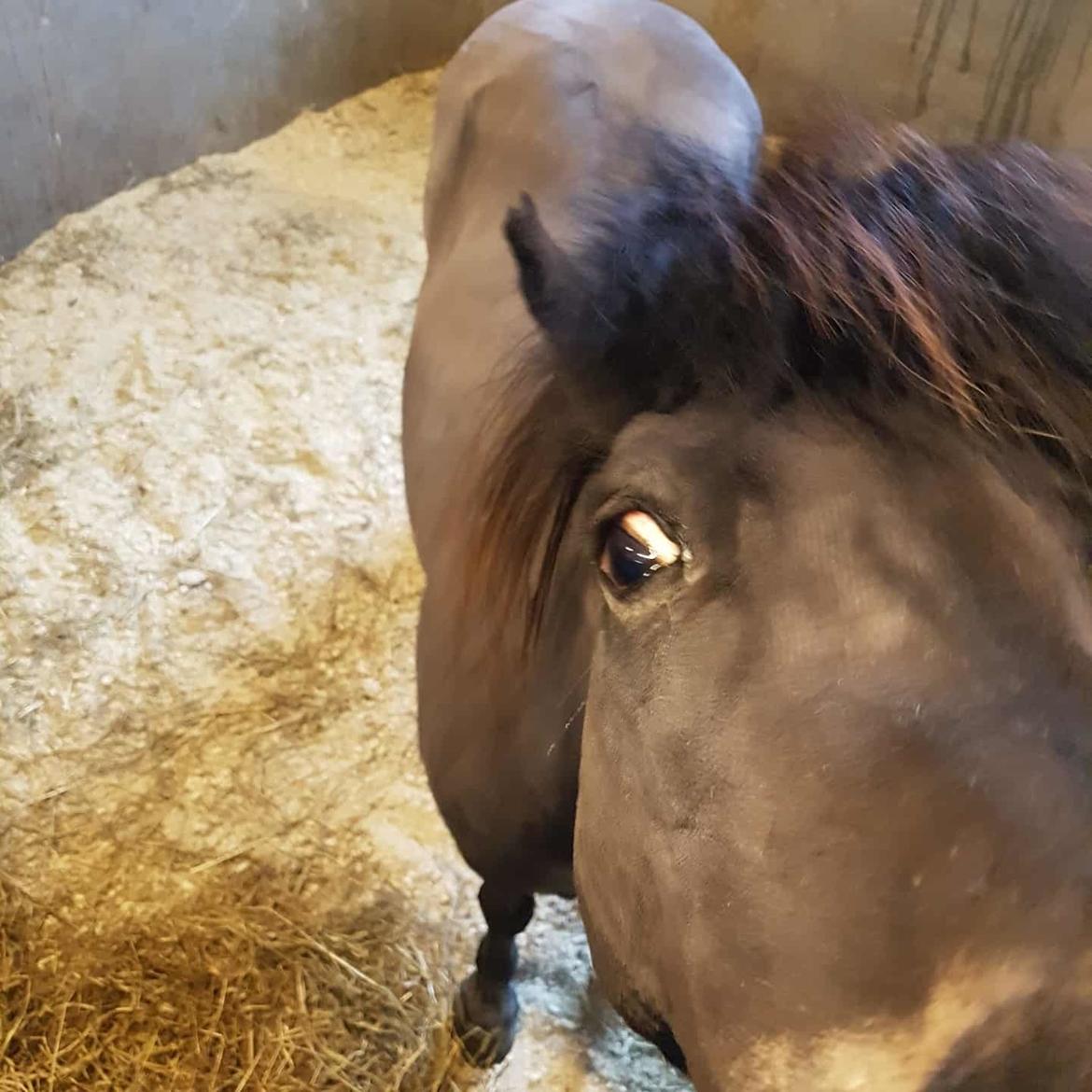 Shetlænder Skovlundens lea billede 2