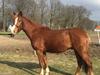 Welsh Partbred (Sec F) Stensgårds Dancing Chivas [Tidl. hest]