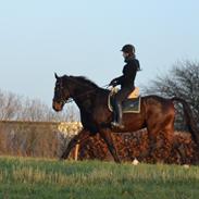 Holstener Hornsmarkens Chester