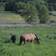 Anden særlig race Bøgelunds O'Conner