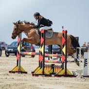 Anden særlig race Bøgelunds O'Conner