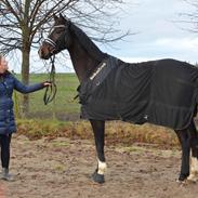 Dansk Varmblod Heras Zorell 