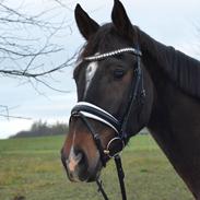 Dansk Varmblod Heras Zorell 