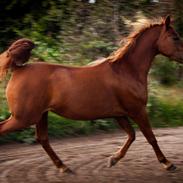 Arabisk fuldblod (OX) Coyotes sweet salina ox