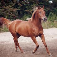 Arabisk fuldblod (OX) Coyotes sweet salina ox