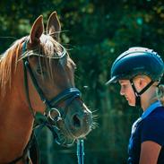 Arabisk fuldblod (OX) Coyotes sweet salina ox