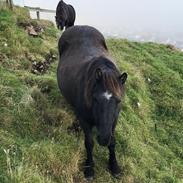 Anden særlig race Lý