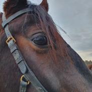 Anden særlig race Pederstrupsgaards Argon