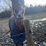 Anden særlig race Tidliger part Bindie r.i.p den smukkeste stjerne