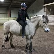 Fjordhest Filsø Ø Gilbert