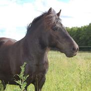 Anden særlig race Blackie RIP