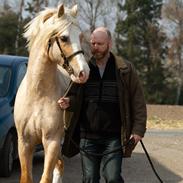 Welsh Cob (sec D) Melanders Will Turner  * Avlshingst*