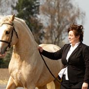 Welsh Cob (sec D) Melanders Will Turner  * Avlshingst*