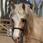 Welsh Cob (sec D) Melanders Will Turner  * Avlshingst*