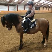 Welsh Mountain (sec A) Single wouds Eljo