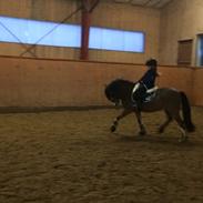 Welsh Mountain (sec A) Single wouds Eljo