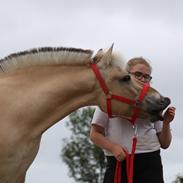 Fjordhest Haugård stella