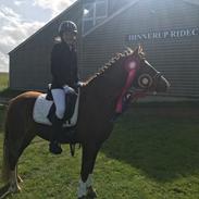 Anden særlig race Revsmindes Red Rocket