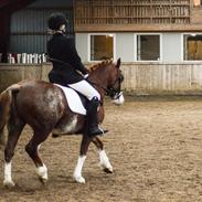 Welsh Pony af Cob-type (sec C) Noerrelide's Northern Light