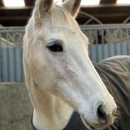 Dansk Varmblod Dalsbo’s Moonlight