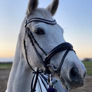 Dansk Varmblod Dalsbo’s Moonlight