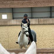 Dansk Varmblod Dalsbo’s Moonlight