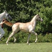 Dansk Varmblod Dalsbo’s Moonlight