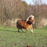 Anden særlig race Bella