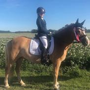 Haflinger Winterstar af Vognmandsgaarden