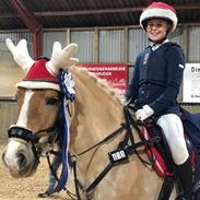 Haflinger Winterstar af Vognmandsgaarden