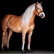 Haflinger Winterstar af Vognmandsgaarden