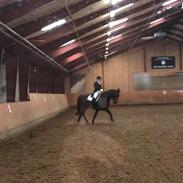 Dansk Varmblod Zafine Macoy