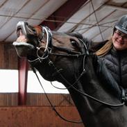 Dansk Varmblod Zafine Macoy