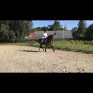 Dansk Varmblod Zafine Macoy