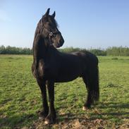 Frieser Grand Cru af Brødsgaard