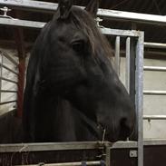 Frieser Grand Cru af Brødsgaard