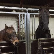 Frieser Grand Cru af Brødsgaard