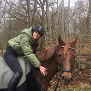 Arabisk fuldblod (OX) Filurius ox