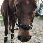 Arabisk fuldblod (OX) Filurius ox