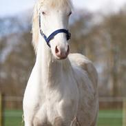 Welsh Partbred (Sec F) Margurittens Onyx