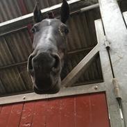 Frieser Tekla af karmark