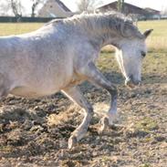 Arabisk fuldblod (OX) Jamila schain ox Himmelhest