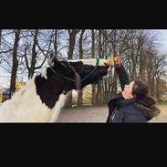 Irish Cob Crossbreed Kyhns Lurifax