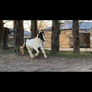 Irish Cob Crossbreed Kyhns Lurifax