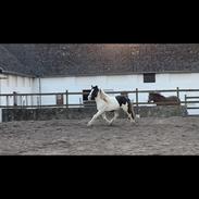 Irish Cob Crossbreed Kyhns Lurifax