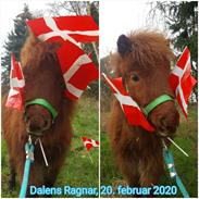 Shetlænder Dalens ragnar