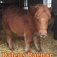 Shetlænder Dalens ragnar