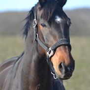 Dansk Varmblod Volition. tidl. hest