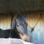 New Forest Charming Valentine