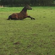 Anden særlig race Bayrunner